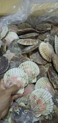 Sò Điệp Nhật Nguyên Con - Túi 1Kg