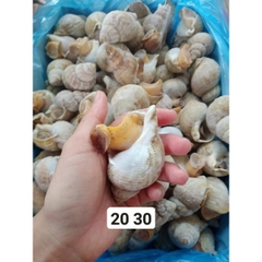 Ốc Bulot Pháp - Bịch 1Kg