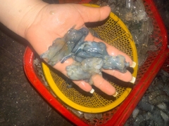 Đầu Tôm Sú Tươi - Khay 1kg