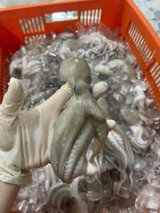 Bạch tuột tươi (tua 1 da ) khay 400g