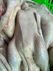 Vịt tươi con 1,1kg đên 1,5kg