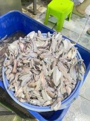 Dè mực nang nhỏ túi 1kg net 8