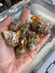 Ốc hương quế 30-50 con 1kg