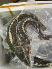 Cá tầm nguyên con làm sạch hut chân không 1kg