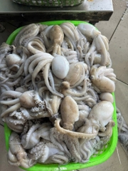 Bạch tuột tươi (tua 1 da ) khay 400g