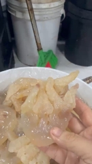 Sứa Chân Mèo túi 500g luôn nước 1kg