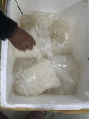 Sứa thạch - Sứa óc túi 500g luôn nước 1kg