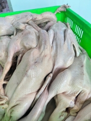 Vịt tươi con 1,1kg đên 1,5kg