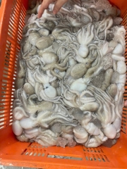 Bạch tuột tươi (tua 1 da ) khay 400g