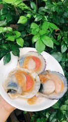 Sò Điệp Nhật Nguyên Con - Túi 1Kg