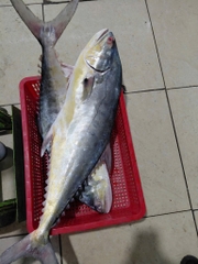 Cá Bè Trang Tươi Cắt Khúc Khay 1kg