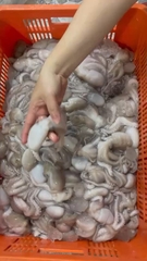 Bạch tuột tươi (tua 1 da ) khay 400g