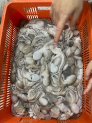 Bạch tuột tươi (tua 1 da ) khay 400g