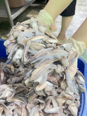 Dè mực nang nhỏ túi 1kg net 8