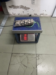 1kg hàu sữa tách vỏ đủ kg