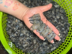 Đầu Tôm Sú Tươi - Khay 1kg