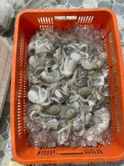 Bạch tuột tươi (tua 1 da ) khay 400g