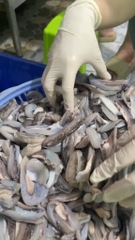 Dè mực nang nhỏ túi 1kg net 8