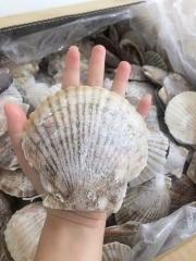 Sò Điệp Nhật Nguyên Con - Túi 1Kg