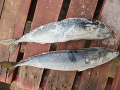 Cá Sapa Nhật - Khay 1kg