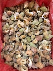 Ốc Bulot 500g