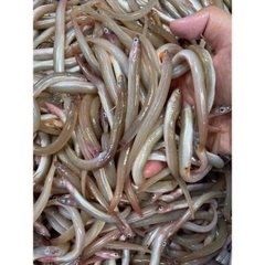 Cá Sùn Sịn - Túi 1kg