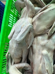 Vịt tươi con 1,1kg đên 1,5kg