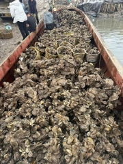 Hàu nguyên vỏ 3-6 con kg