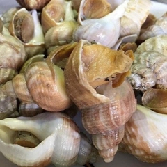 Ốc Bulot 500g