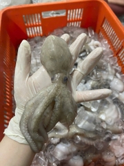 Bạch tuột tươi (tua 1 da ) khay 400g