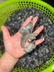 Đầu Tôm Sú Tươi - Khay 1kg