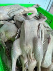 Vịt tươi con 1,1kg đên 1,5kg
