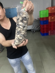 1kg hàu sữa tách vỏ đủ kg
