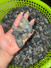 Đầu Tôm Sú Tươi - Khay 1kg