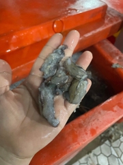 Đầu Tôm Sú Tươi - Khay 1kg