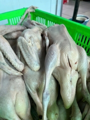 Vịt tươi con 1,1kg đên 1,5kg