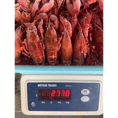 Tôm Hùm Đất - Tôm Crawfish Nhập Khẩu - Túi 2.5Kg