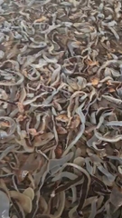 Sứa đỏ - Thịt sứa túi 500g luôn nước 1kg