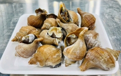 Ốc Xoắn Nhật size 15-20 con bịch 1kg