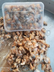 Thịt ruột Sò Long tươi câp đông hộp 500g