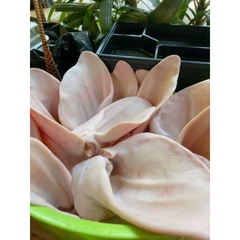 Lổ Tai Heo Tươi Nhập Khẩu - Túi 1Kg