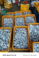 Cá sặc đồng 1 nắng khay 500g