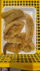 Hải Sâm Sịn Gai Vàng con To khay 500g
