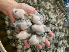 Hào Sữa Tách Vỏ - Túi 500Gr