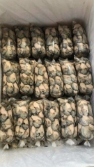 Hào Sữa Tách Vỏ - Túi 500Gr