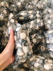 Hào Sữa Tách Vỏ - Túi 500Gr