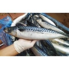 Cá Sapa Nhật - Khay 1kg