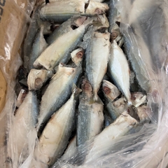 Cá Bạc Má Tươi Ngon Làm Sạch Cấp Đông - Khay 1Kg