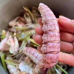 Tôm Tít (Bề Bề) Bóc Vỏ/Nõn Tôm Tít - Khay 450G