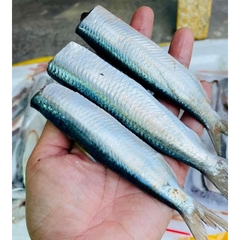 CÁ TRÍCH FILE 1kg